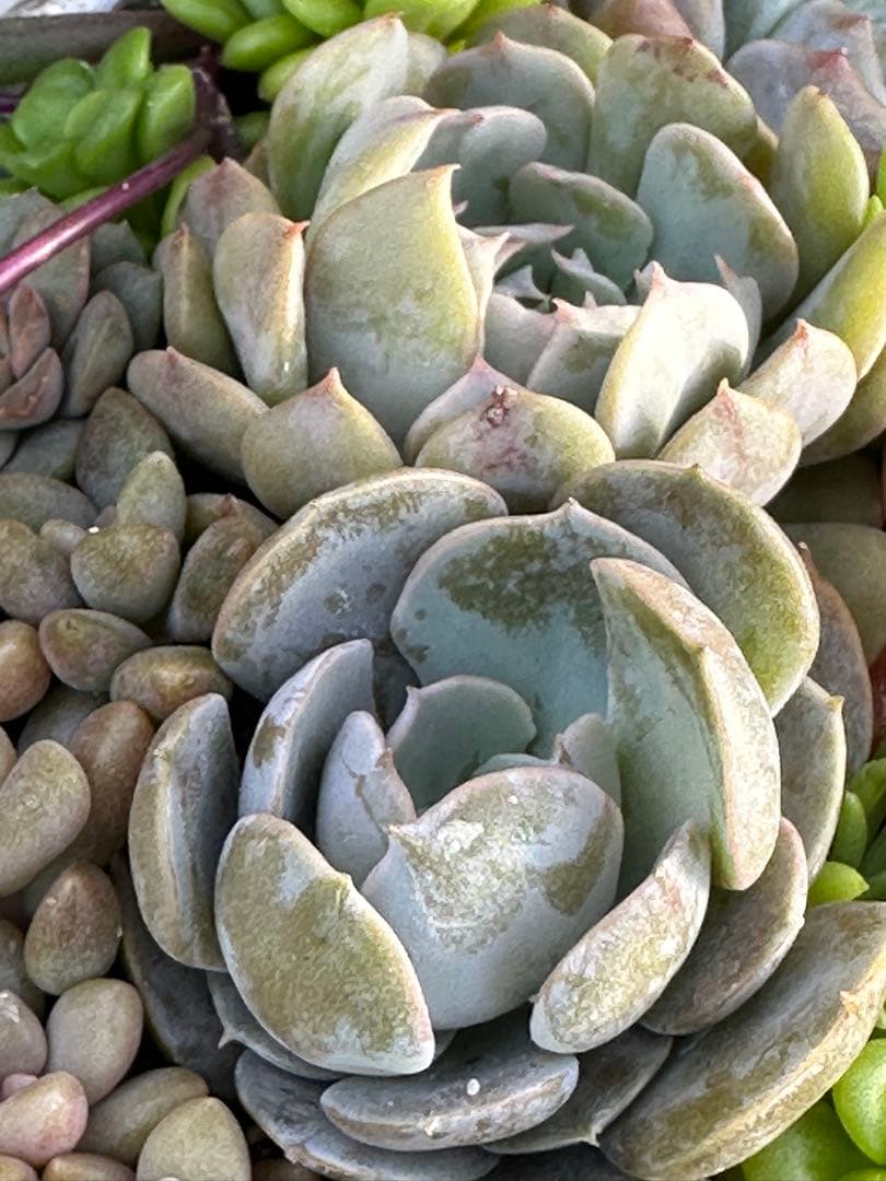 多肉植物 ☆リメ鉢寄せ植え