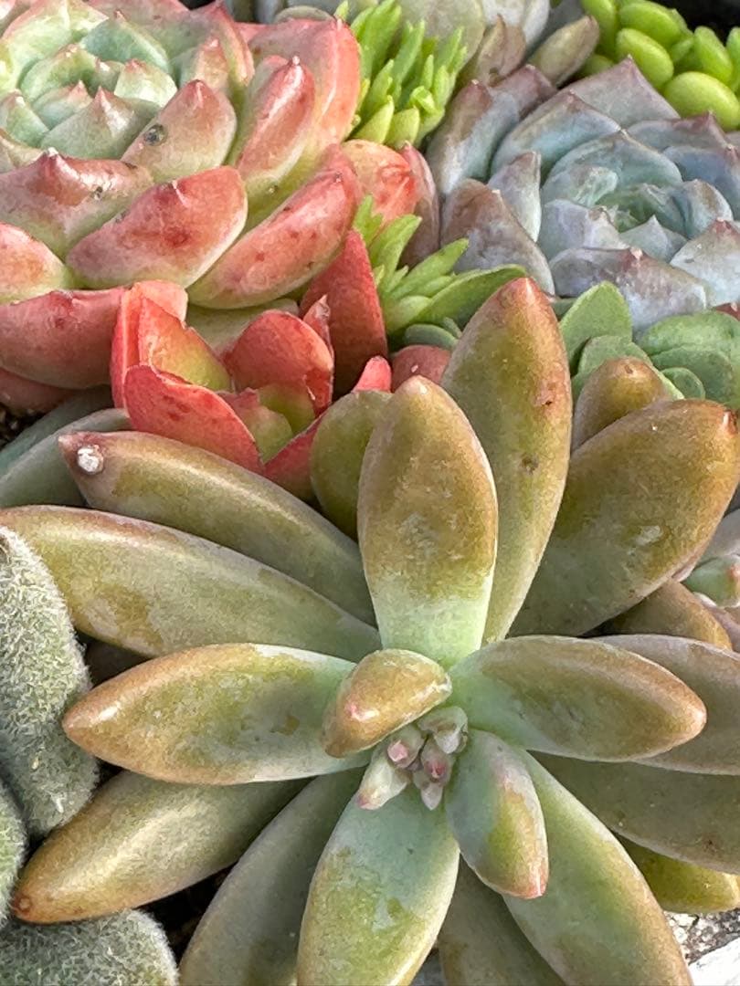 多肉植物 ☆リメ鉢寄せ植え