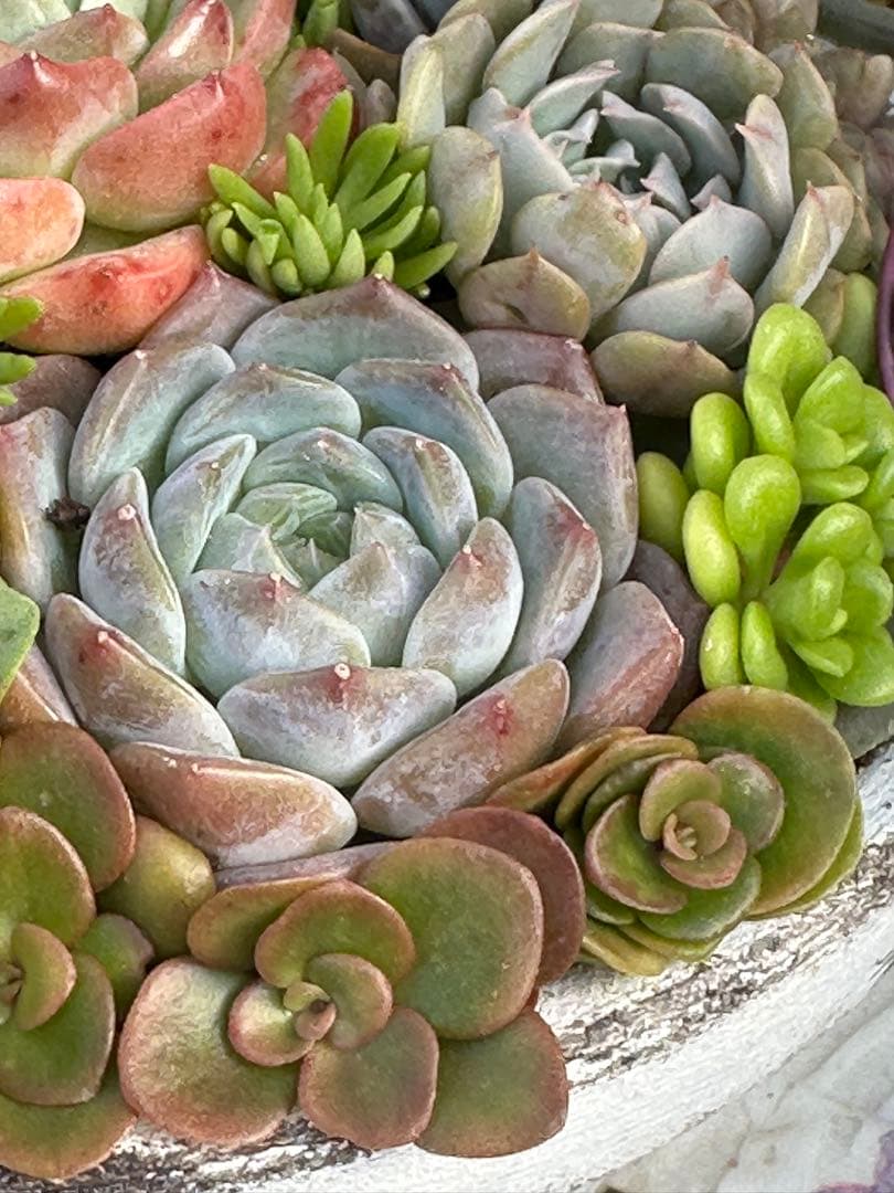 多肉植物 ☆リメ鉢寄せ植え