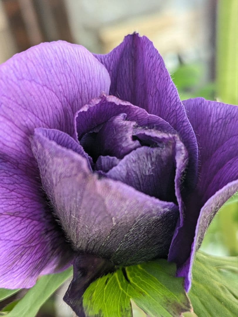 ♡はるかぜ様♡