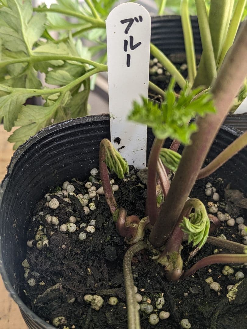 ♡はるかぜ様♡