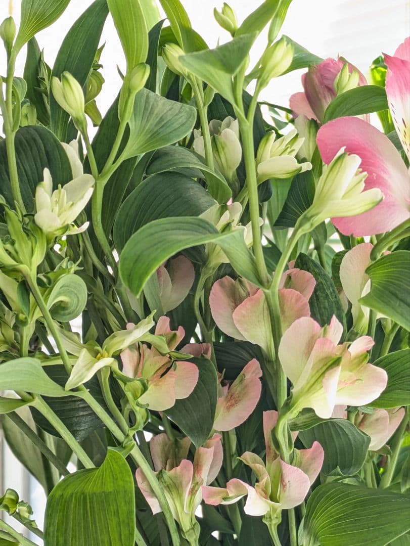 ♡はるかぜ様♡