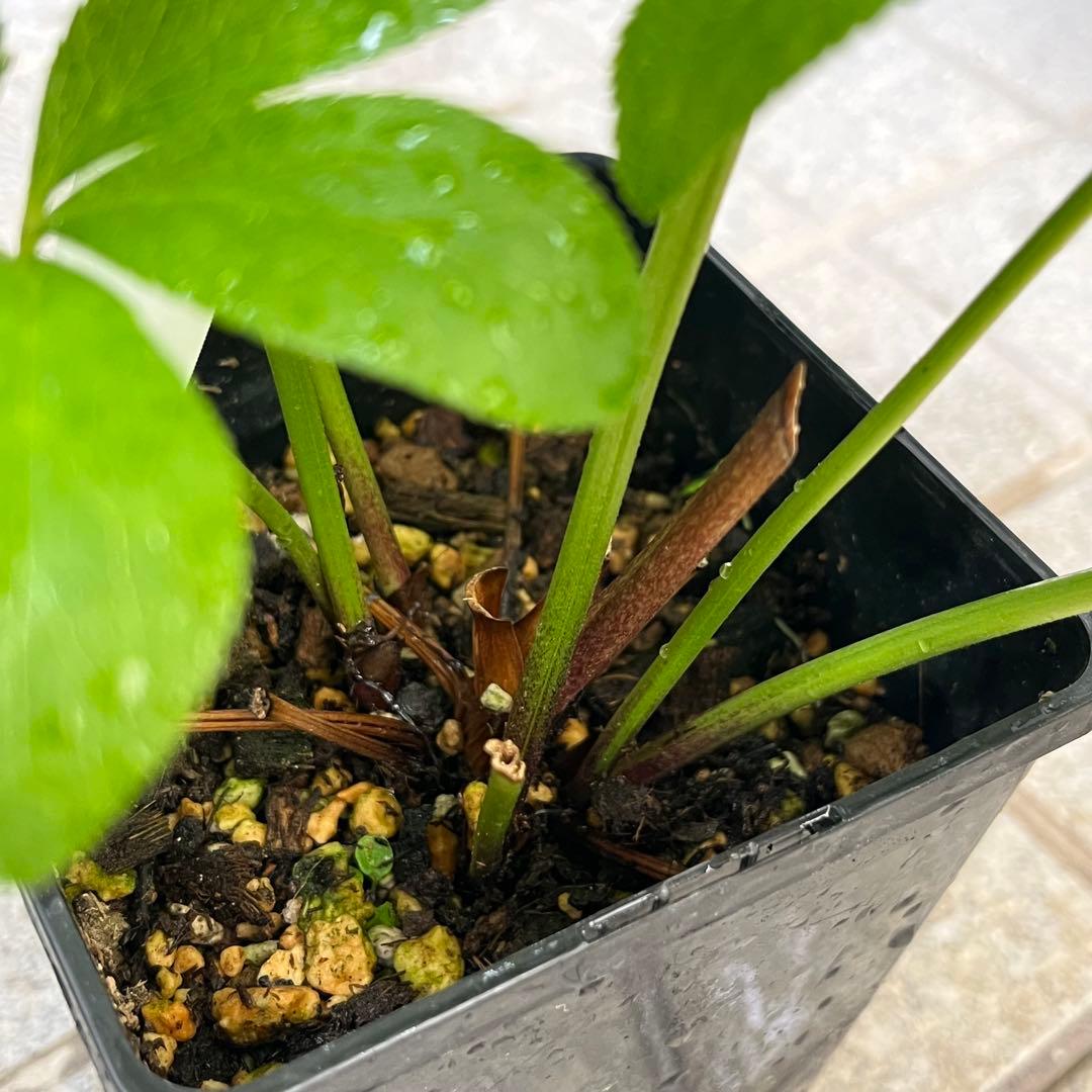 ノアロ　ポット発送☘️限定1株未株分☘️3047【新芽いっぱい⭐️超極上⭐️写楽】