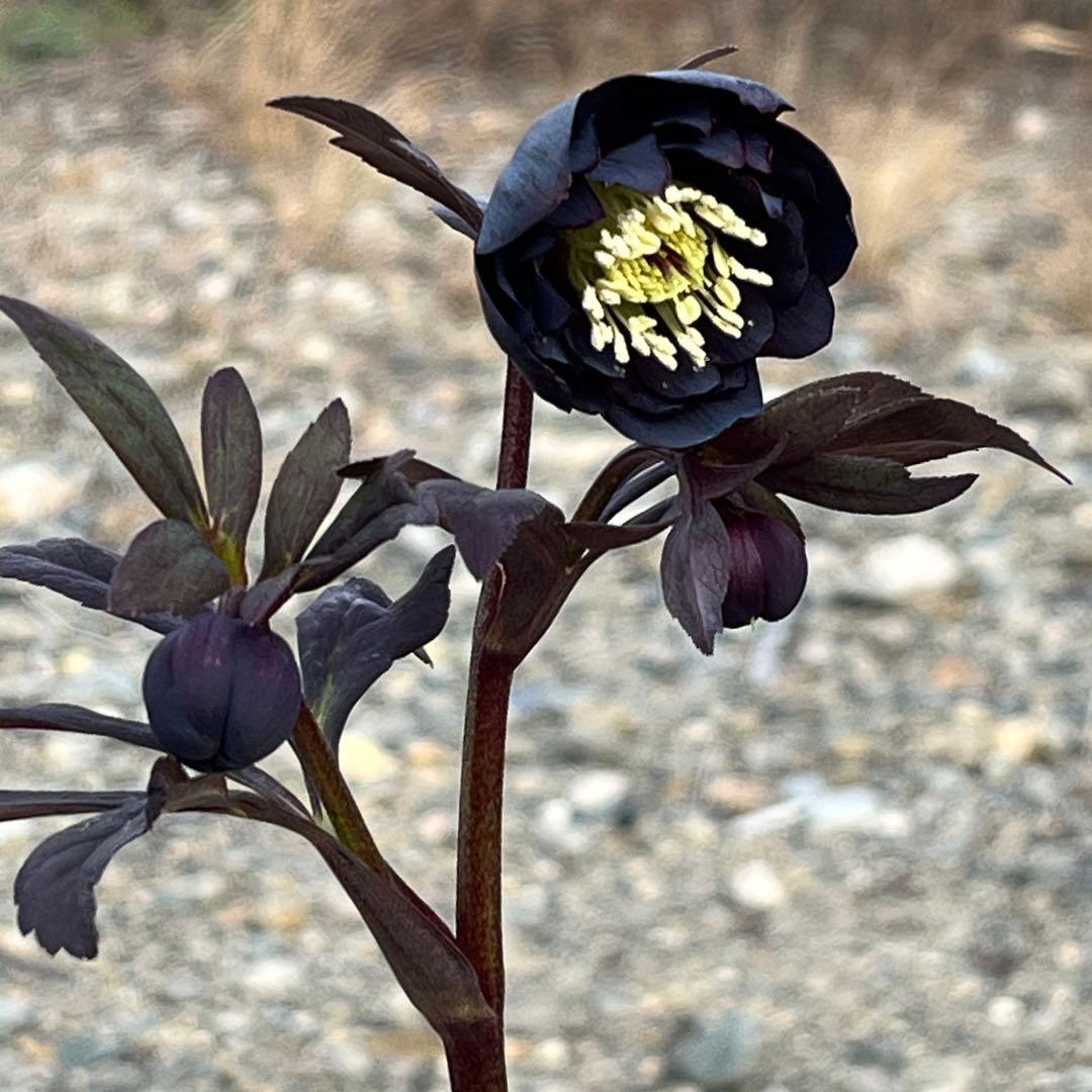 ノアロ　ポット発送☘️限定1株未株分☘️3047【新芽いっぱい⭐️超極上⭐️写楽】