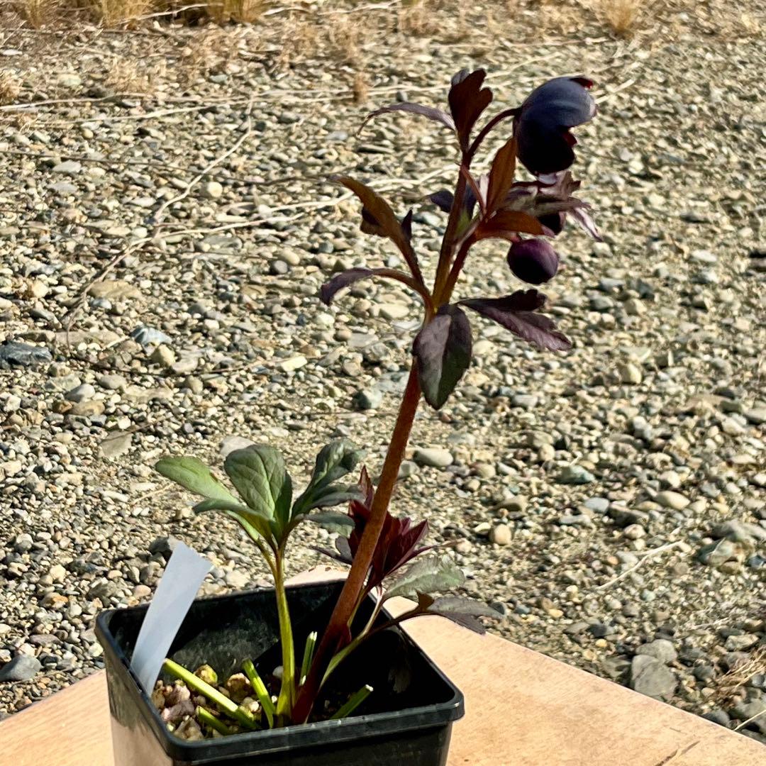 ノアロ　ポット発送☘️限定1株未株分☘️3047【新芽いっぱい⭐️超極上⭐️写楽】