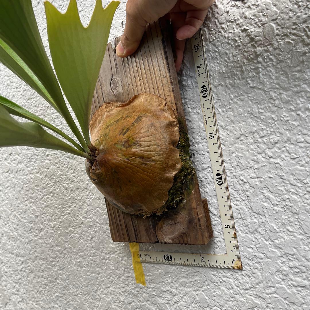 アルシコルネ　アフリカ