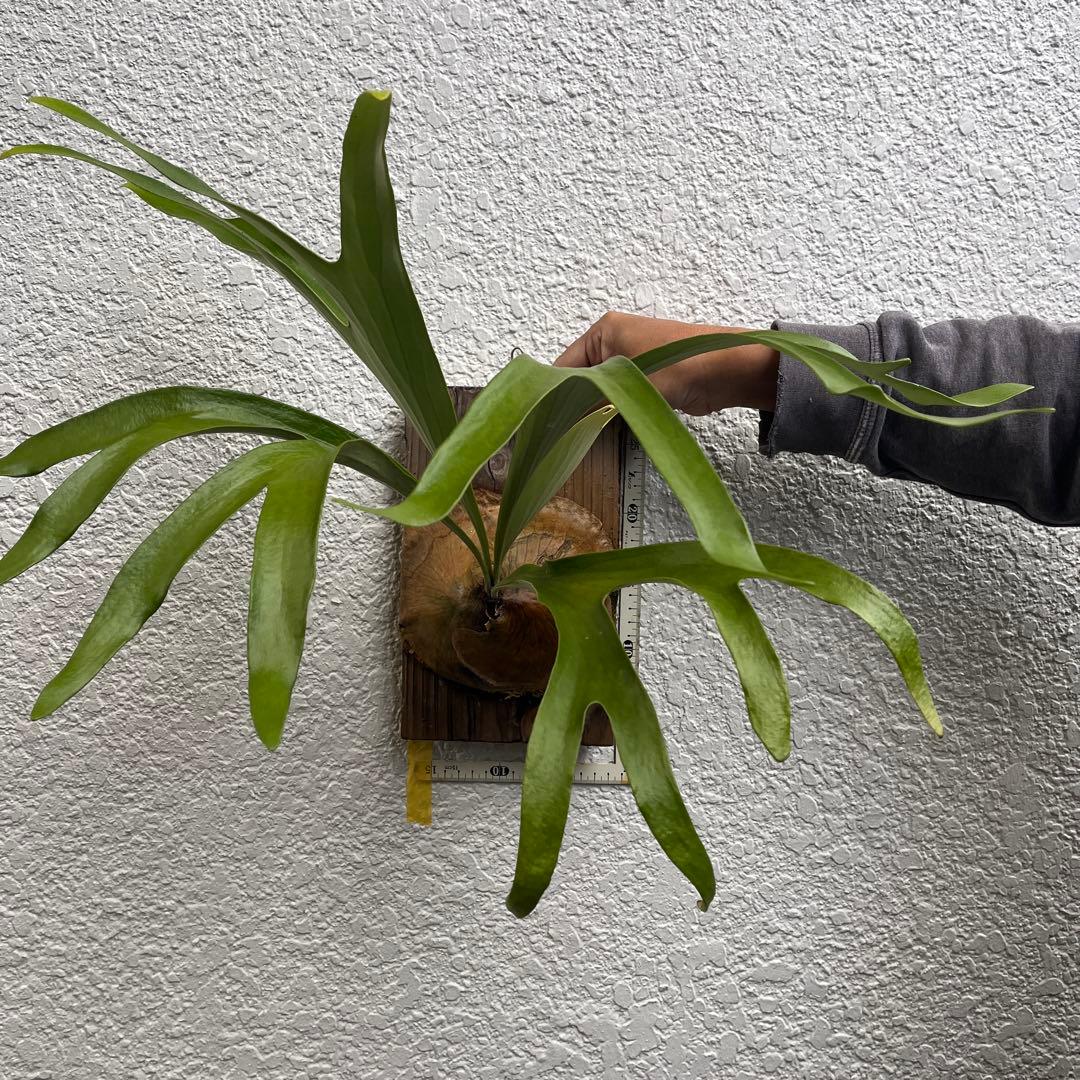 アルシコルネ　アフリカ