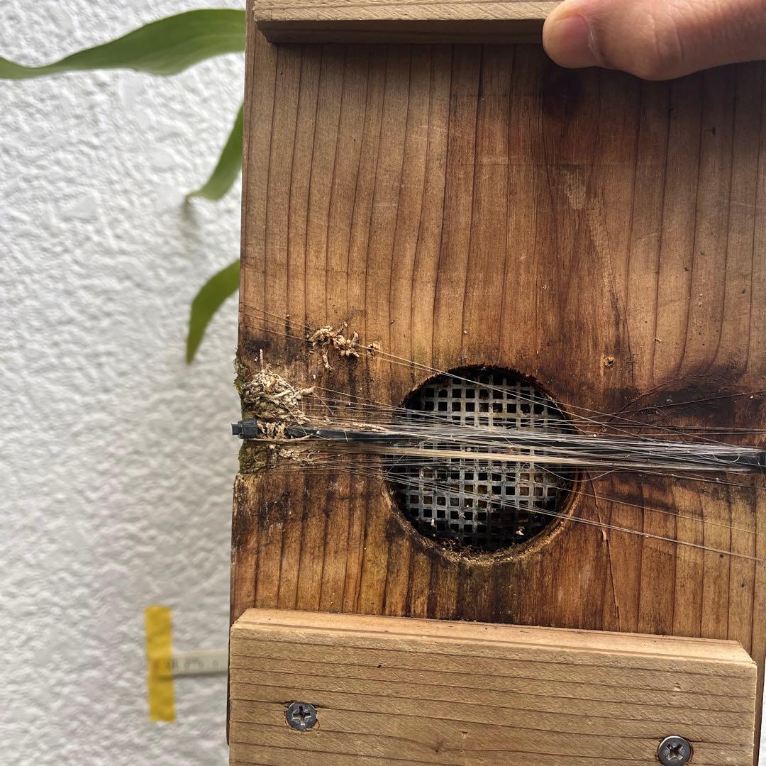 アルシコルネ　アフリカ