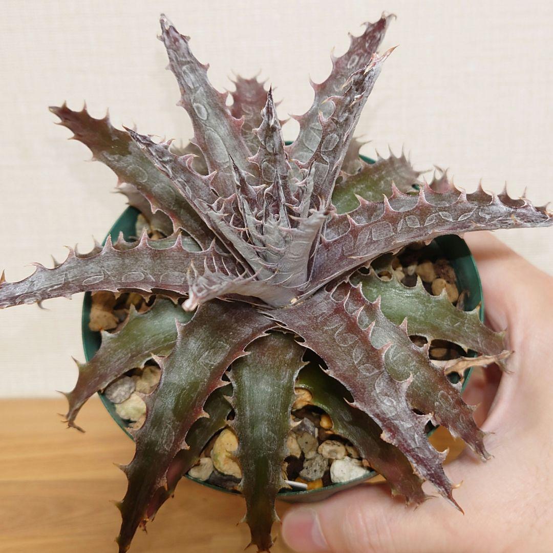 Dyckia 'BattleAxe' ディッキア バトルアックス