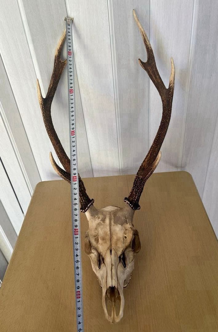 天然日本鹿 角 ハンティングトロフィー