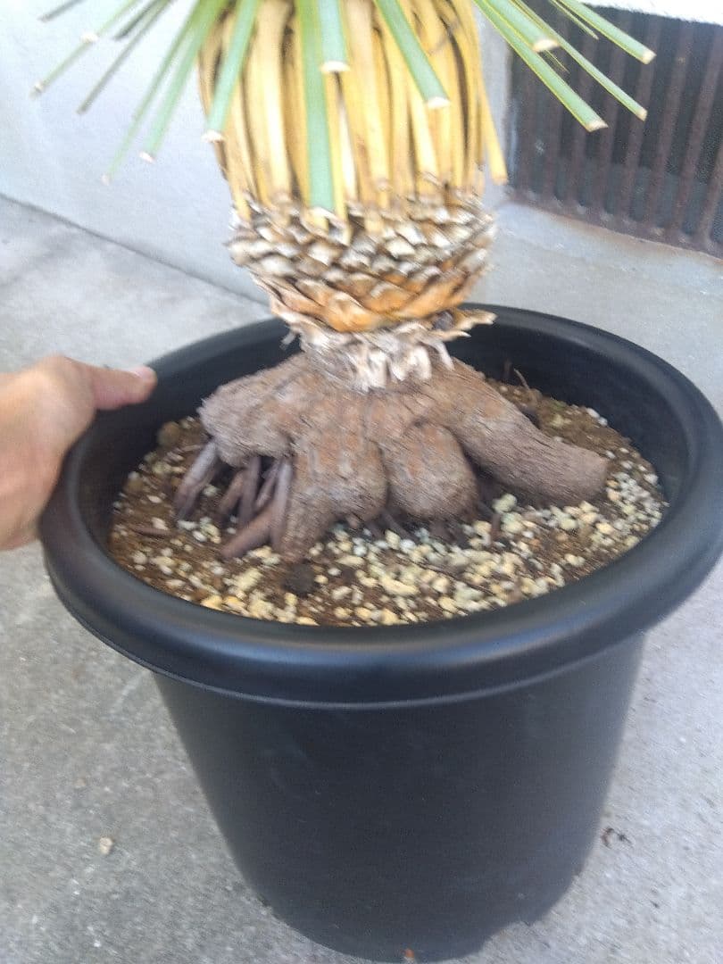 ユッカ　ロストラータ　10号鉢つき　根上がり❗