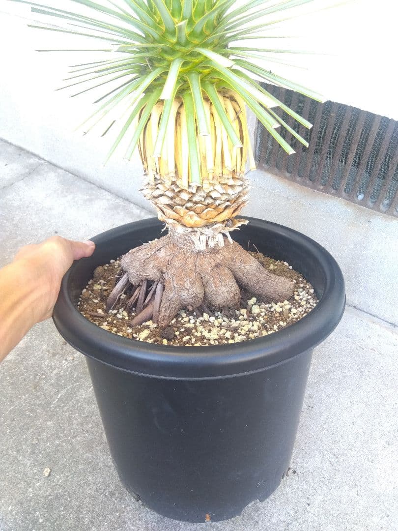 ユッカ　ロストラータ　10号鉢つき　根上がり❗