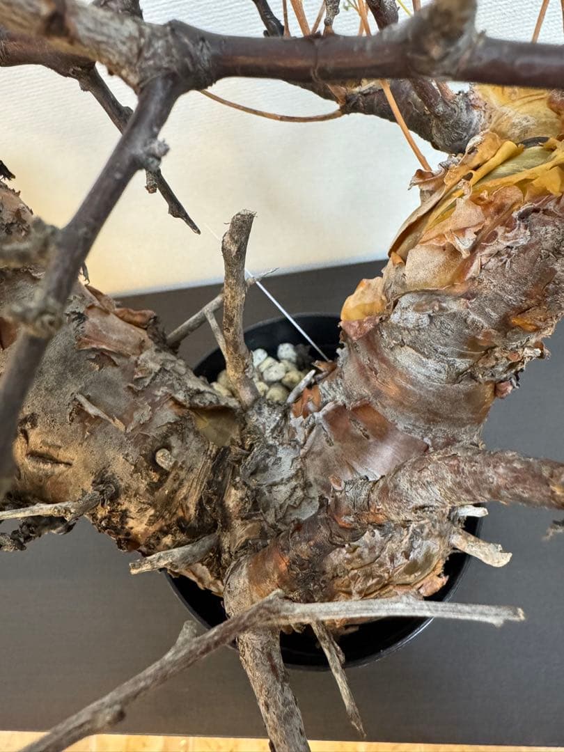 コミフォラ　ボラネンシス　現地球良型　発根済み