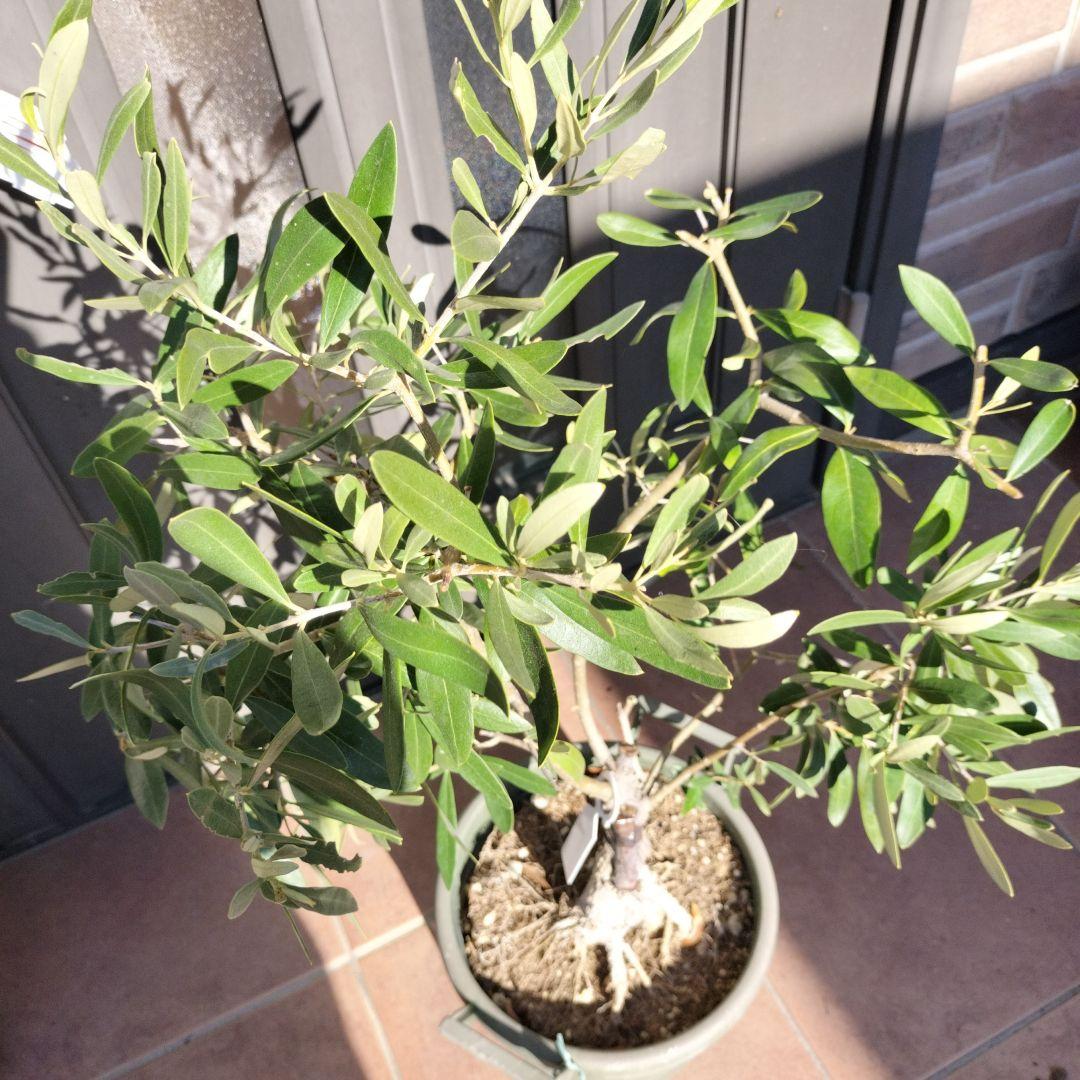 オリーブの木　ジャンボカラマタ　接ぎ木　小倉園