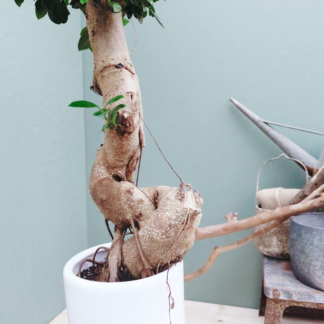 希少！ 太幹 曲がり 昇り龍ガジュマル 根上りガジュマル７号