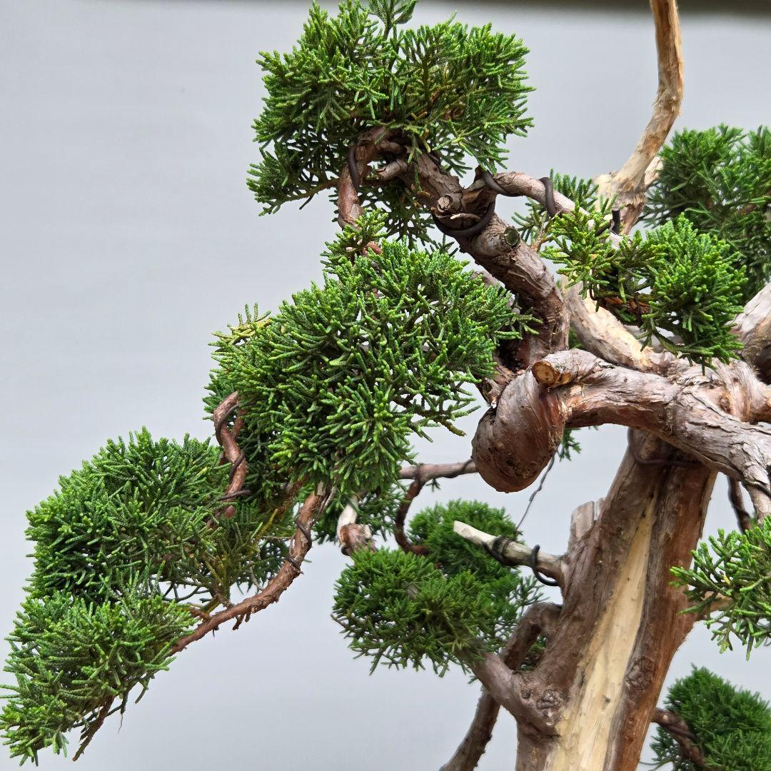 真柏　[模様木]　大品盆栽素材