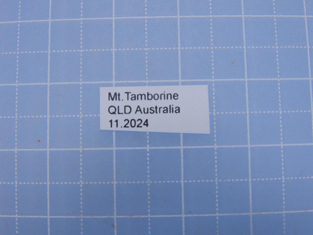 標本 Australia Cicadoidea sp. 65mm