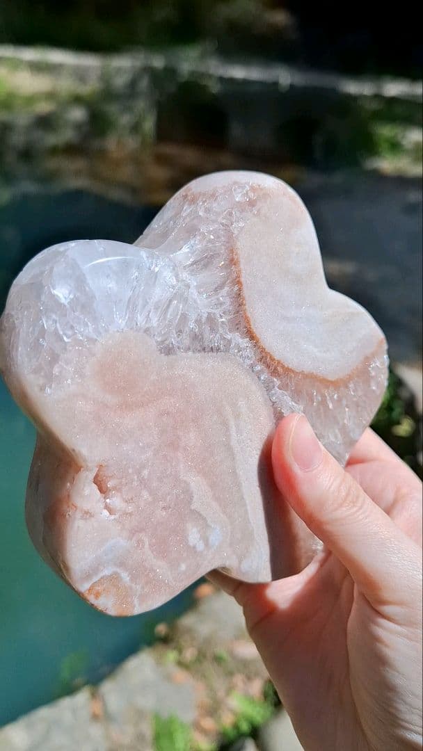 ピンクアメジストフラワー【開花】