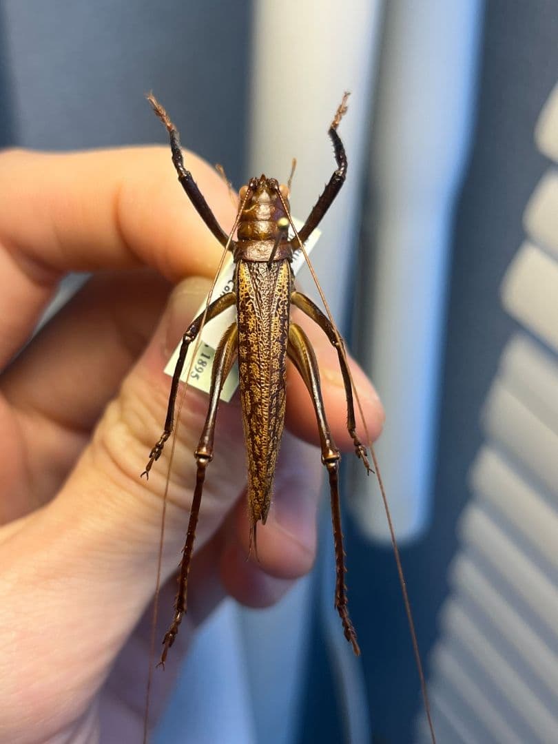 【極美展足】クワガタキリギリス 化け物キリギリス 昆虫標本 ウェタ