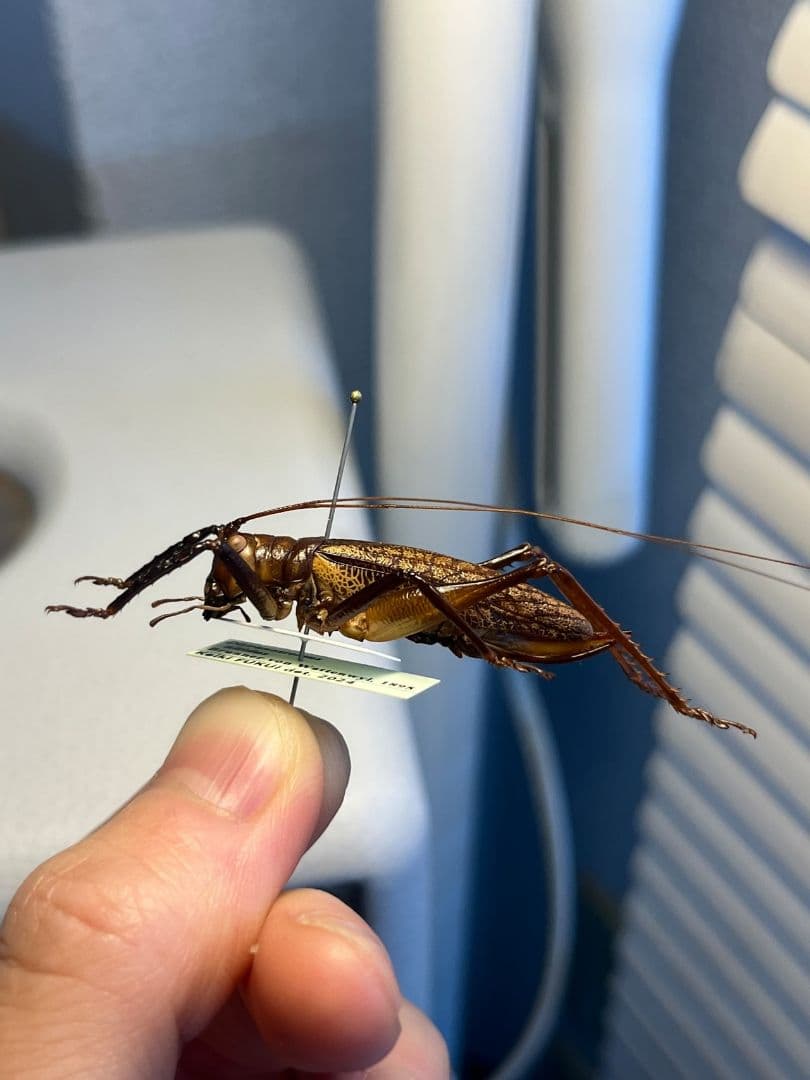 【極美展足】クワガタキリギリス 化け物キリギリス 昆虫標本 ウェタ