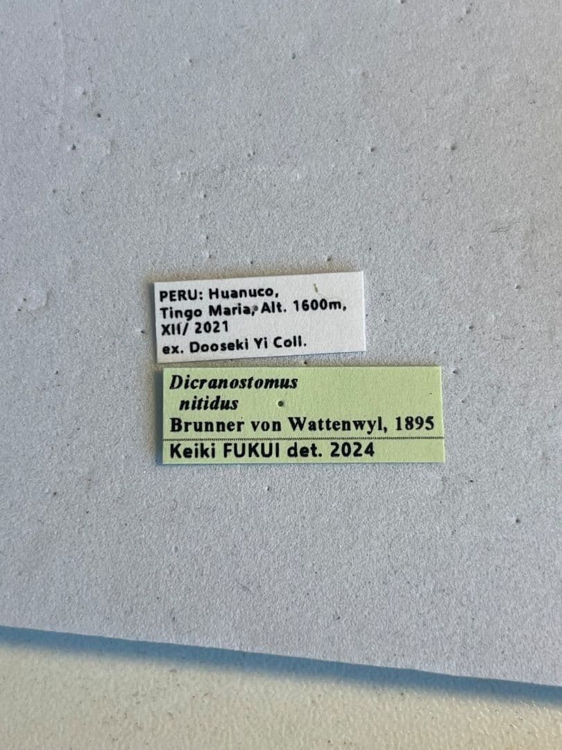 【極美展足】クワガタキリギリス 化け物キリギリス 昆虫標本 ウェタ