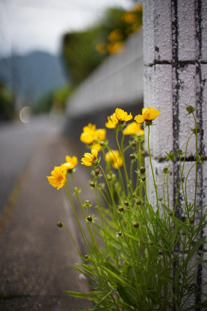 フィルムカメラ Nikon F2S (DP-2) / Nikkor 50mm F1.4