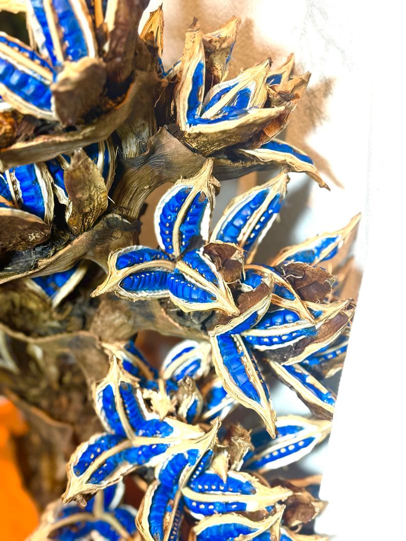 72 旅人の木 期間限定割引 今季宮古島産11房