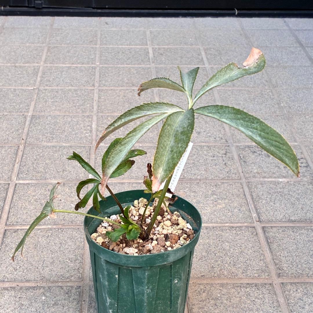 清*子様 ☘️蕾☘️タグ付き☘️根充実❤️沢山新芽元気株❤️666⭐️極上⭐️最