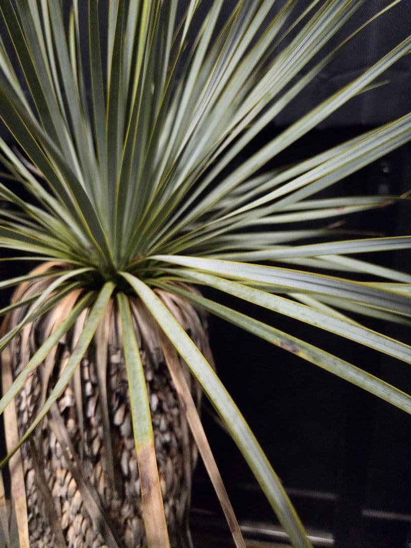 ユッカロストラータ 太株 (む)