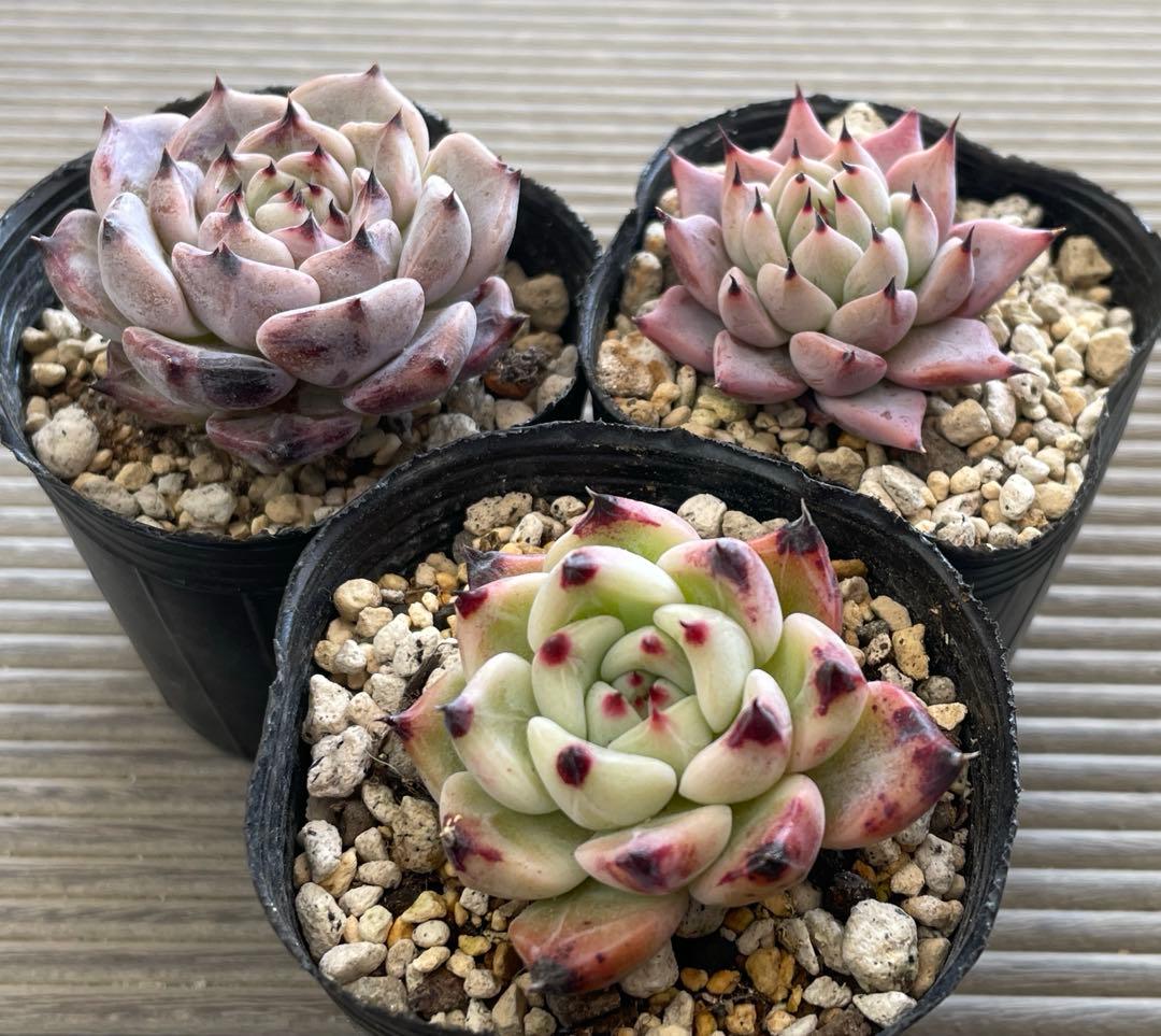 ざわわ×ロメオ　そわそわ×コロラータアテマハック　ざわわ×沙羅姫牡丹　多肉植物