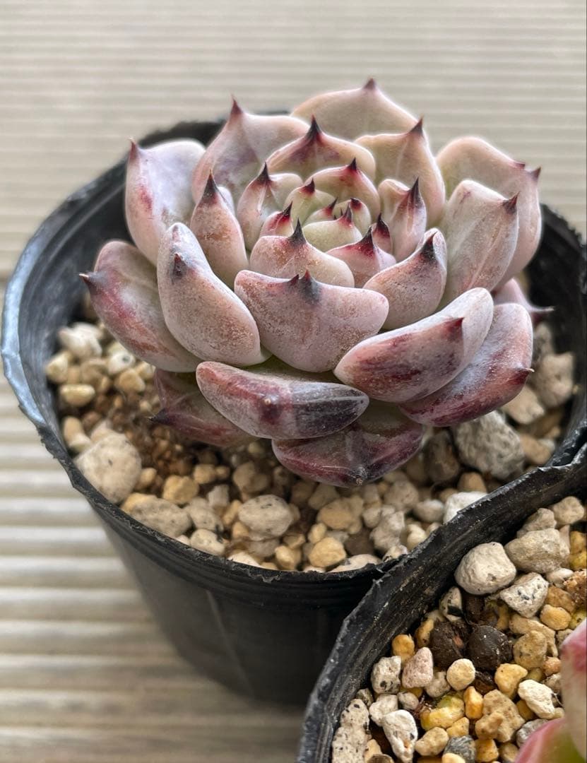 ざわわ×ロメオ　そわそわ×コロラータアテマハック　ざわわ×沙羅姫牡丹　多肉植物