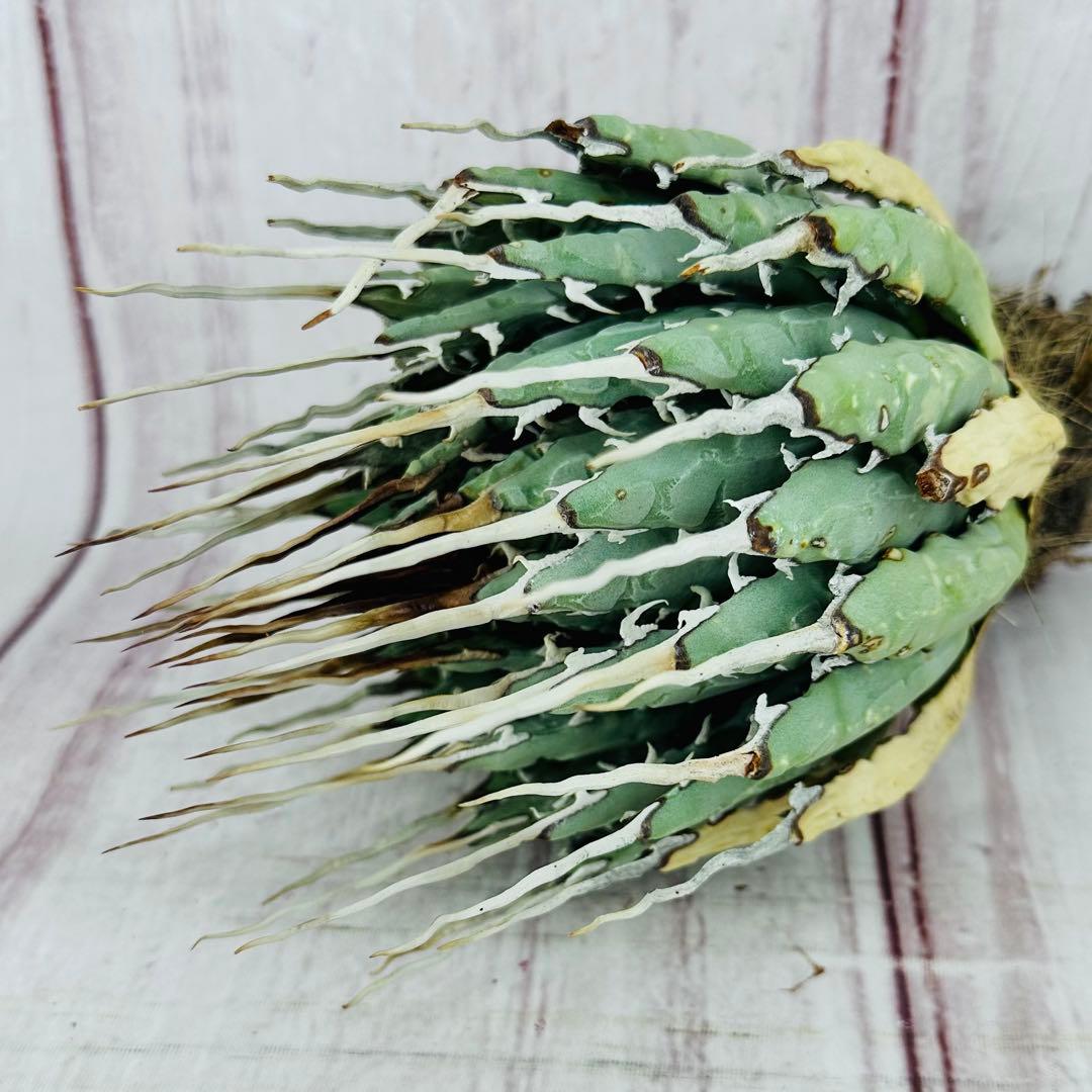 ① アガベ ユタエンシス エボリスピナ ロングスパイン 陽炎