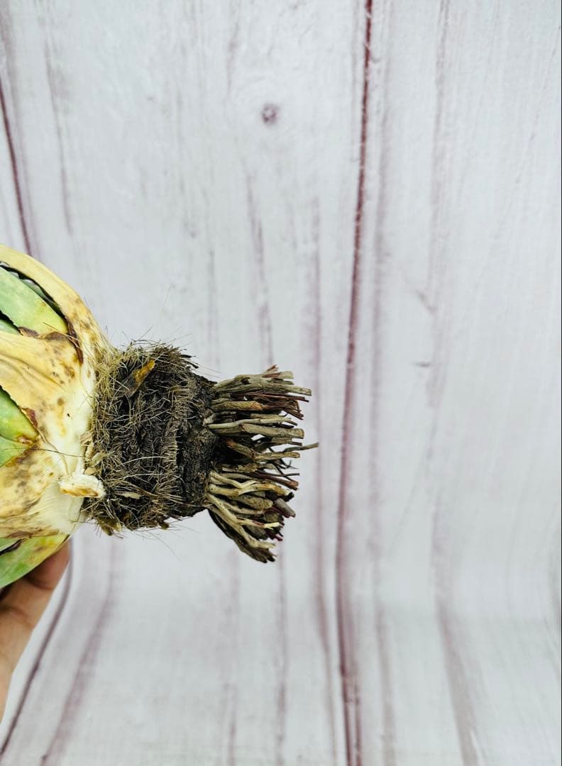 ① アガベ ユタエンシス エボリスピナ ロングスパイン 陽炎