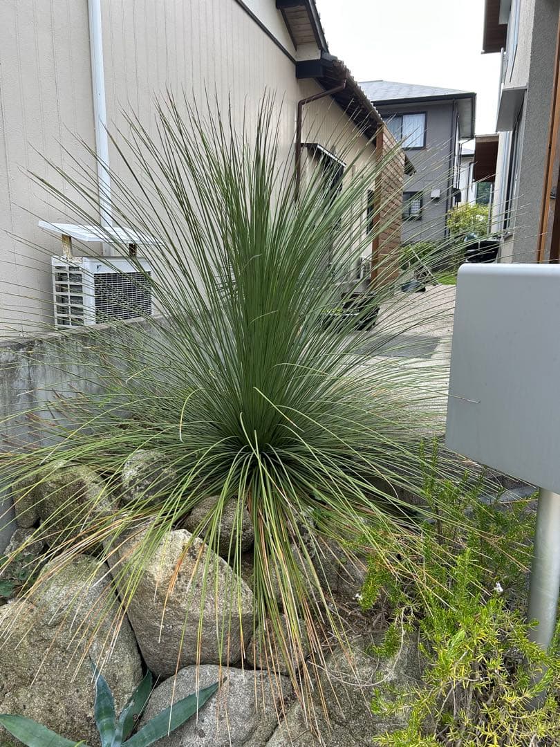ダシリリオンロンギシマム 極太 引き取り限定　ドライガーデン　アガベ　ユッカ