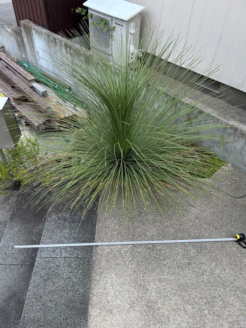 ダシリリオンロンギシマム 極太 引き取り限定　ドライガーデン　アガベ　ユッカ