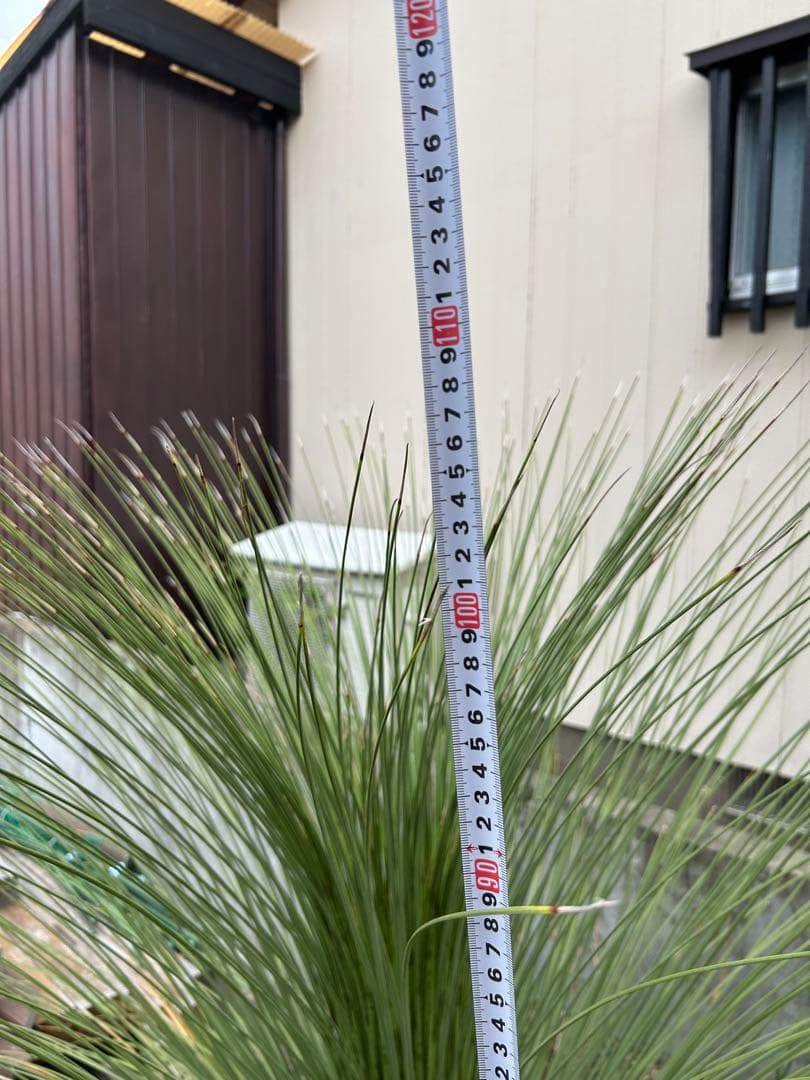 ダシリリオンロンギシマム 極太 引き取り限定　ドライガーデン　アガベ　ユッカ