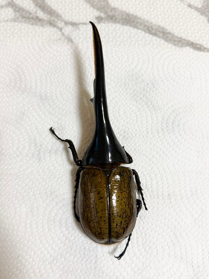 ヘラクレスヘラクレスオオカブト　標本