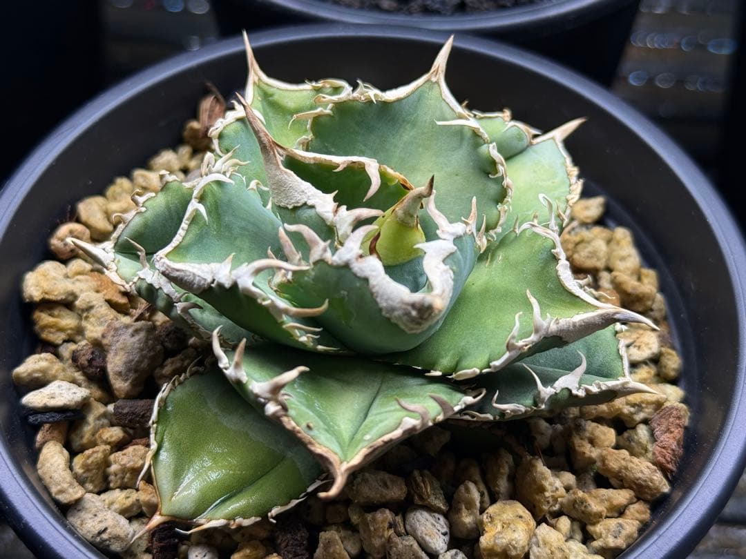 アガベ チタノタ　ivory W.A. 子株