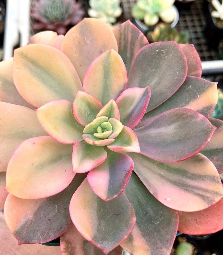 ジョアンダニエル錦　微根&ノーブルレッド錦&沙羅姫錦&エンシノ錦&フローレンス錦