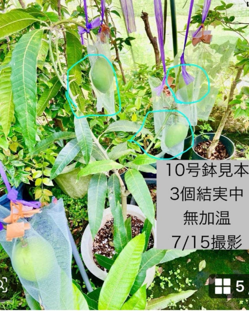 くろキーツマンゴー苗　【特選　接木】半耐寒性