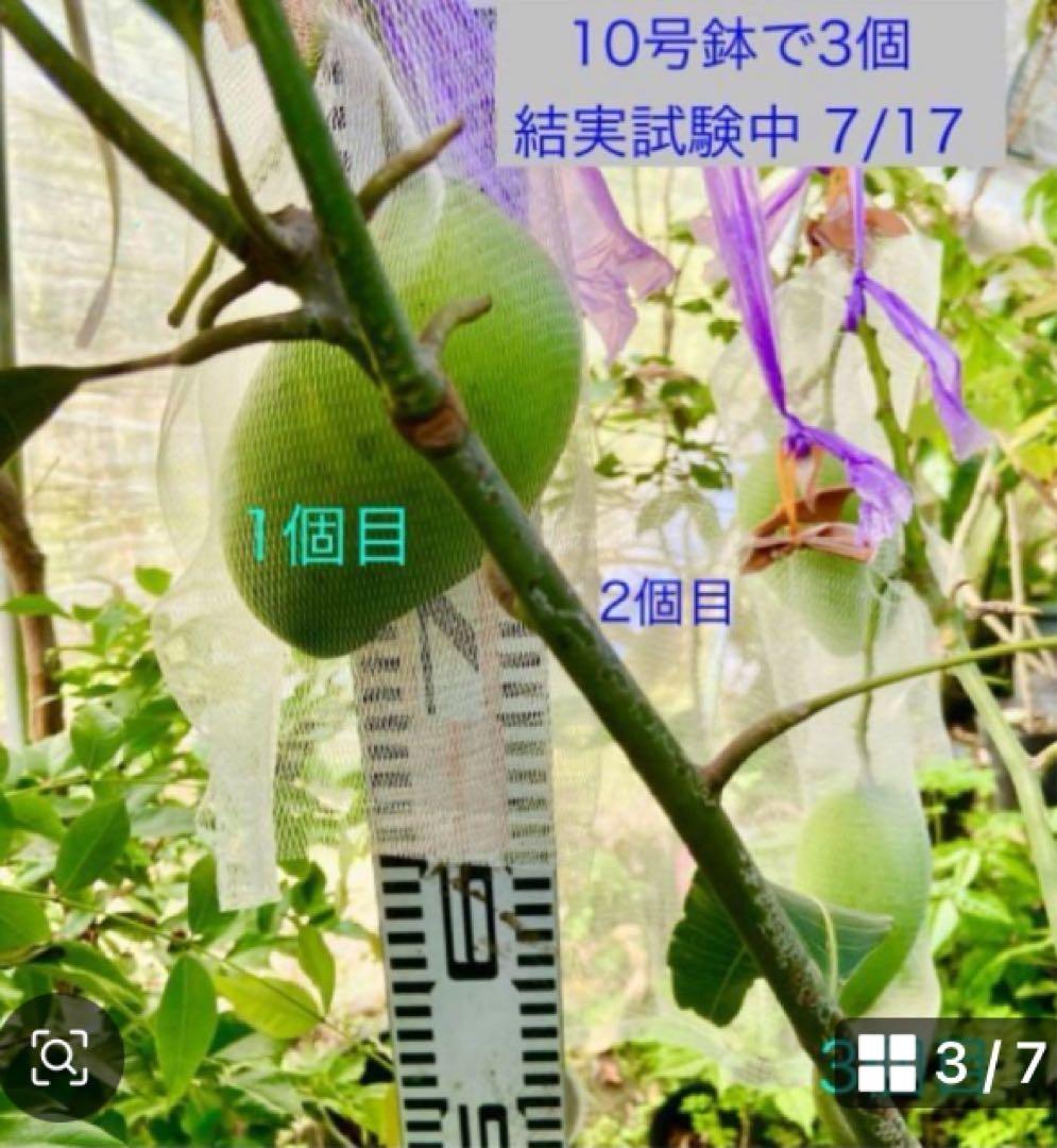 くろキーツマンゴー苗　【特選　接木】半耐寒性