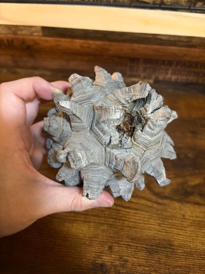 【訳あり】亀甲竜 長谷川産 実生8〜9年