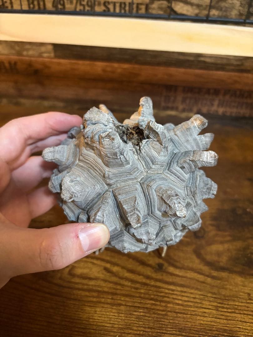 【訳あり】亀甲竜 長谷川産 実生8〜9年