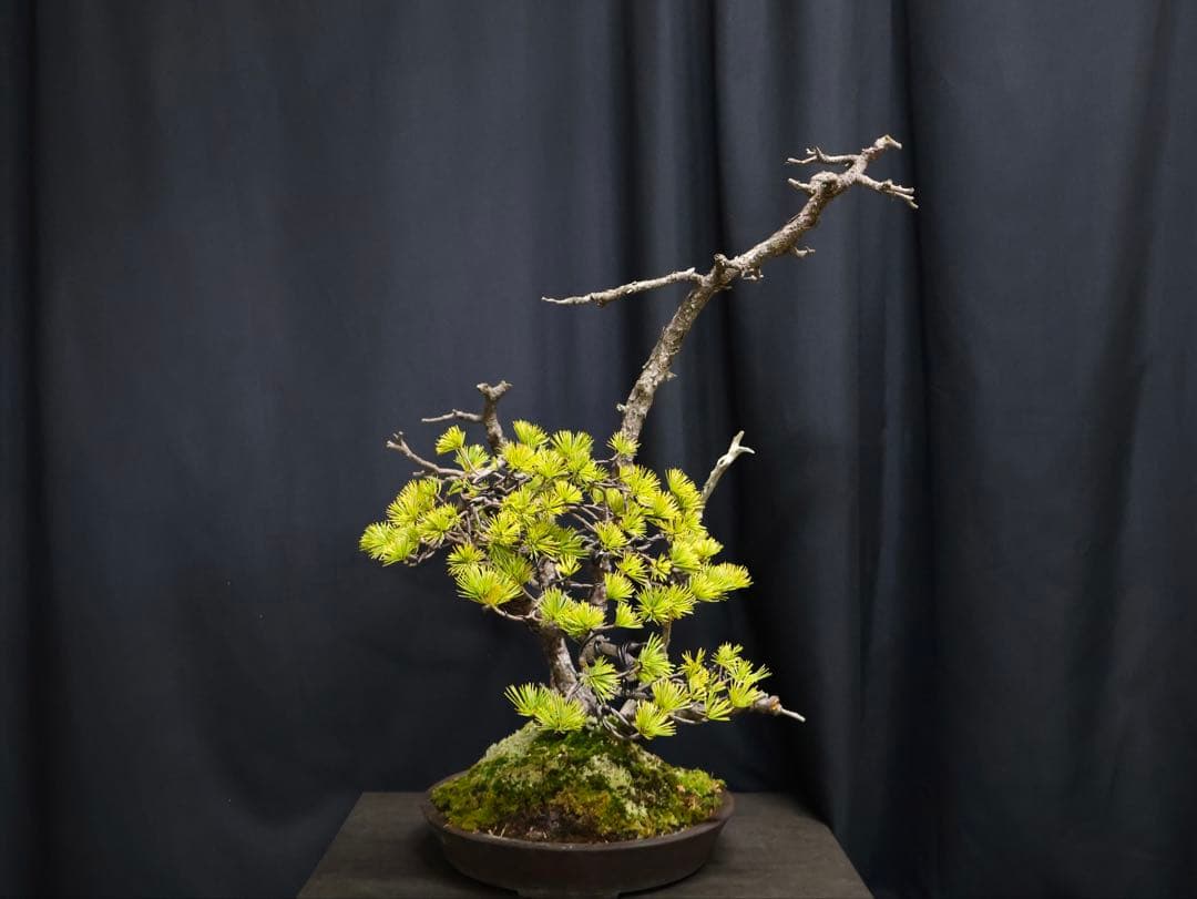 憲*様 フォロワー300人記念オークション五葉松 盆栽 天ジン　天シャリ　樹高4