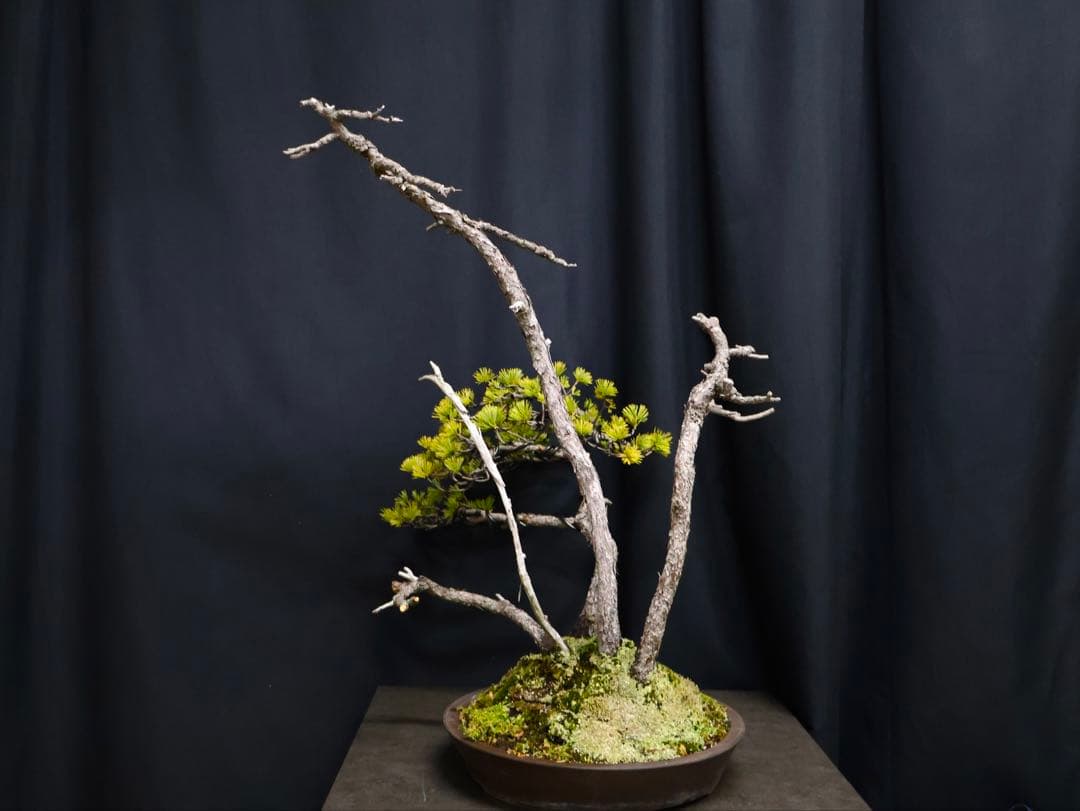 憲*様 フォロワー300人記念オークション五葉松 盆栽 天ジン　天シャリ　樹高4