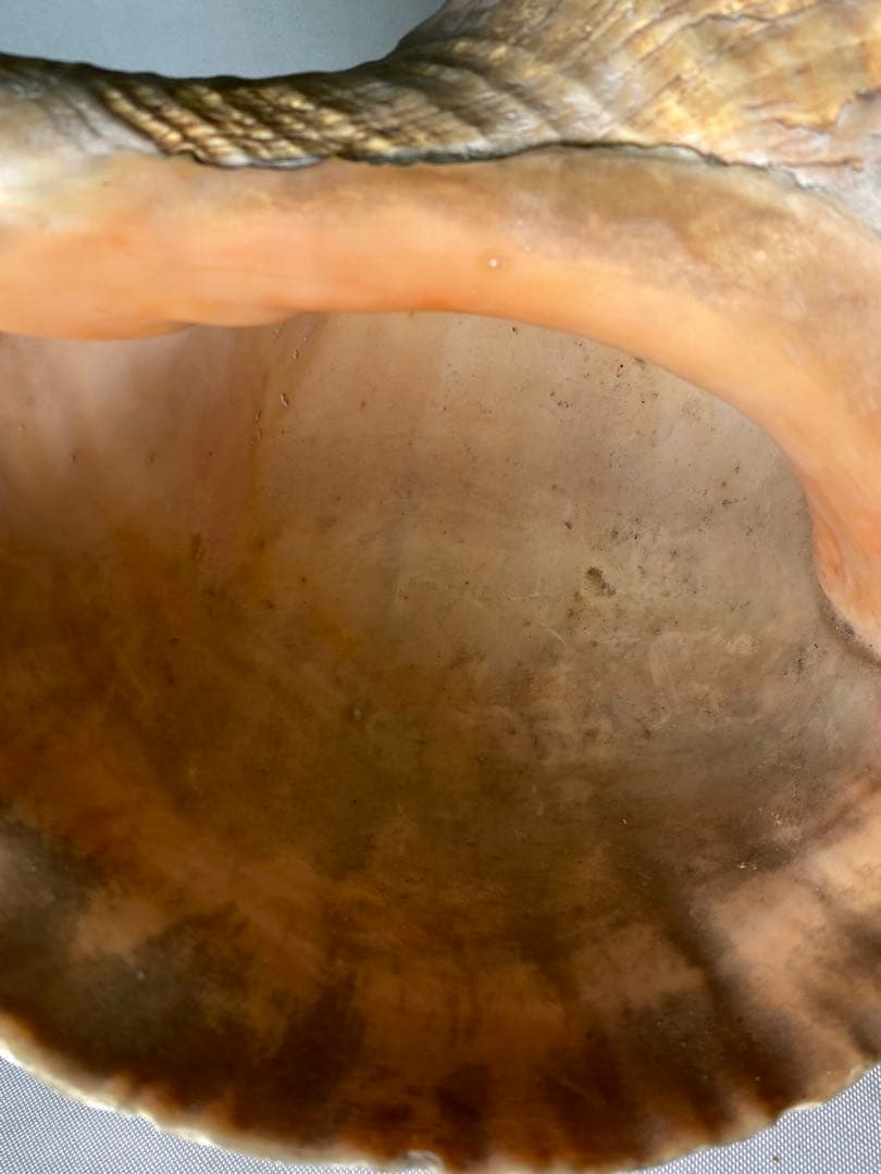 1427❣️ 特大法螺貝　ホラガイ　ダイオウイトマキボラ貝