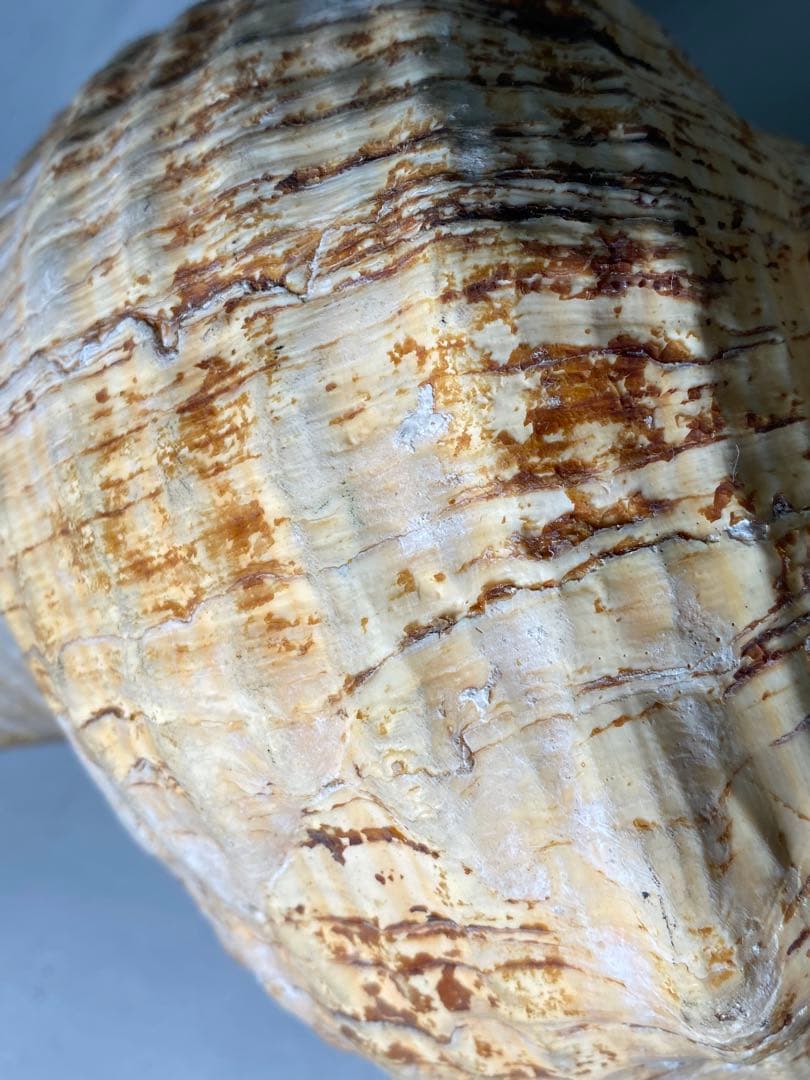 1427❣️ 特大法螺貝　ホラガイ　ダイオウイトマキボラ貝