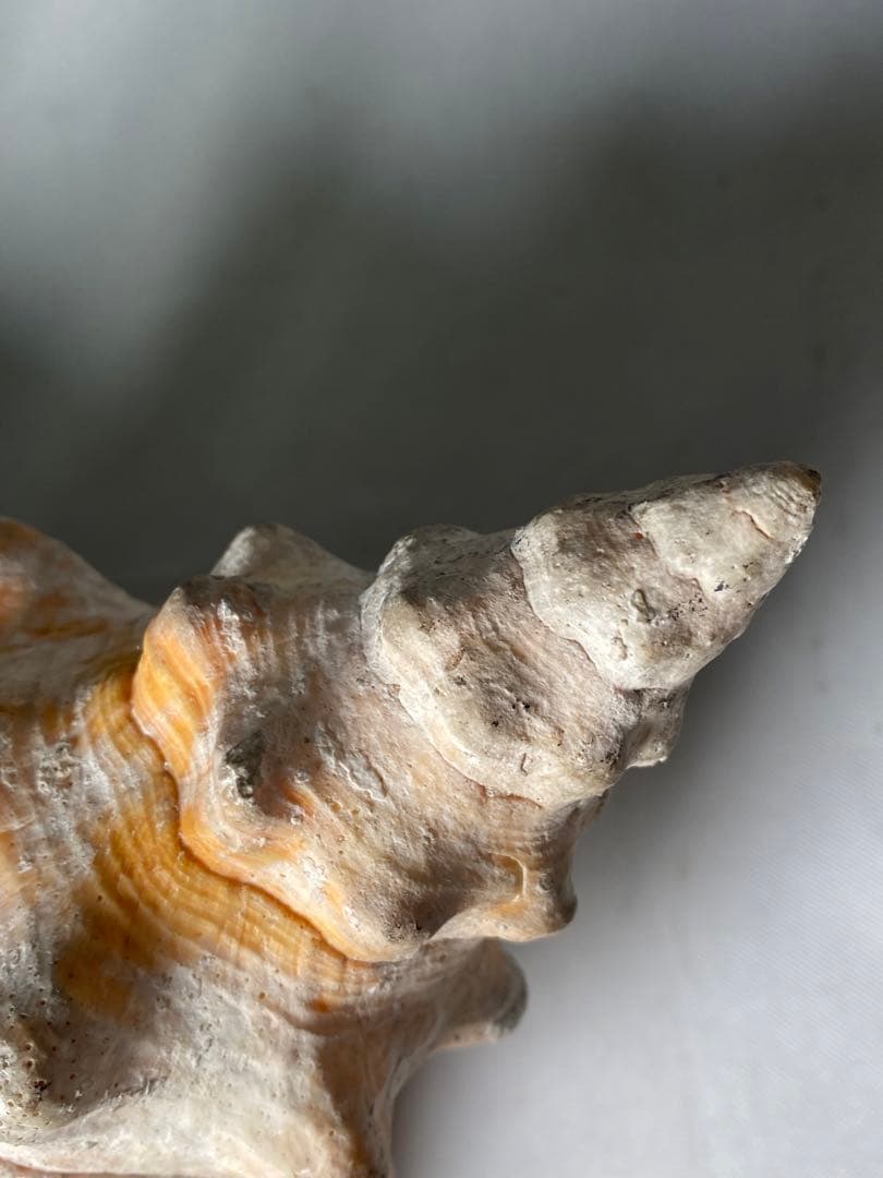 1427❣️ 特大法螺貝　ホラガイ　ダイオウイトマキボラ貝