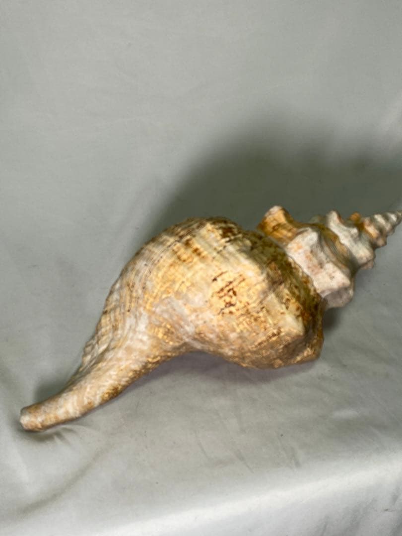 1427❣️ 特大法螺貝　ホラガイ　ダイオウイトマキボラ貝