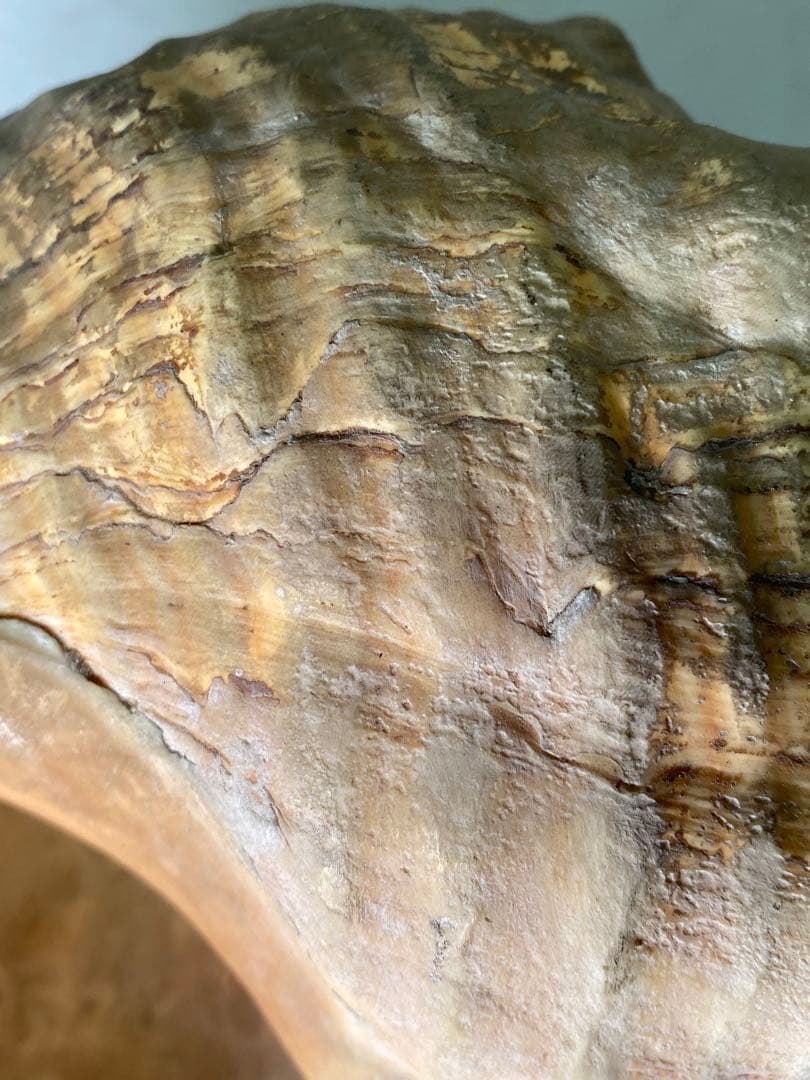 1427❣️ 特大法螺貝　ホラガイ　ダイオウイトマキボラ貝